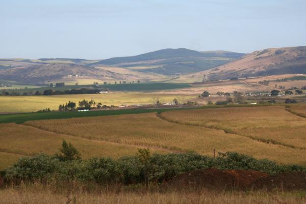 Sugarcane fields near Durban