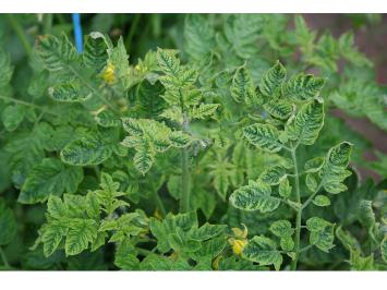 Tomato plant with symptoms of Tomato yellow leaf curl virus 