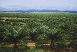 Malaysian palms